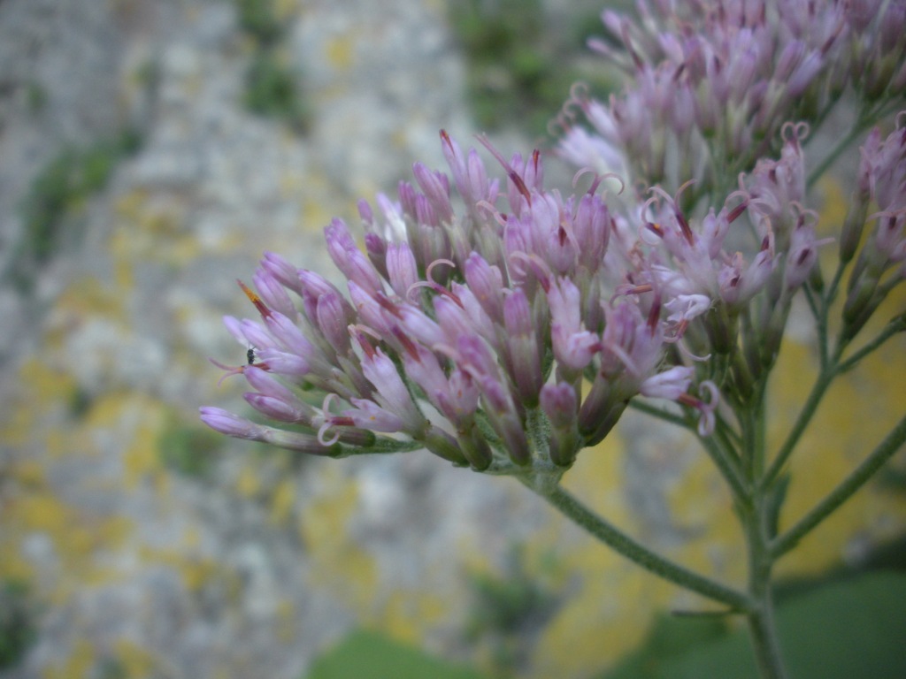 Adenostyles australis / Cavolaccio meridionale